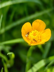 yellow flower in the garden