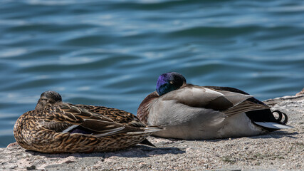 Stockenten Pärchen schlafen