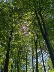 trees in the forest