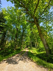 Fototapeta premium path in the forest
