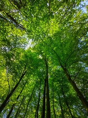 forest in the morning