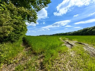 path in the field