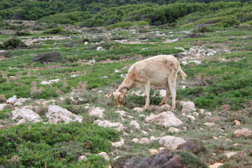  Mallorca, Capdepera, Cala Mesquida-Cala Agulla, Wanderweg, wandern, Tour