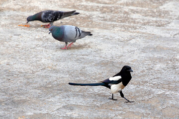 The Eurasian magpie or common magpie (Pica pica) and colourful pigeons  (Columba livia)  looking for food on the ground. selective focus