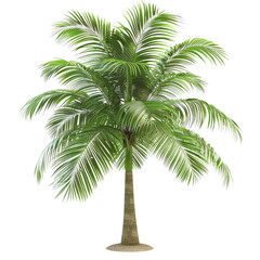 Fototapeta premium palm tree isolated on white