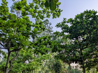 tree in the garden