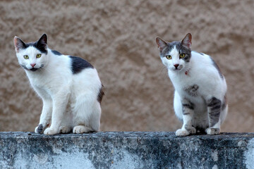 two cats standing on a stone fence, looking serious the camera, against brown background. selective focus