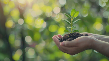 Close-up of hands nurturing a young plant with care, symbolizing growth and environmental care