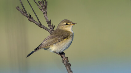 Common Chiffchaff