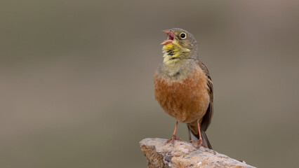 Ortolan Bunting perched on a rock.