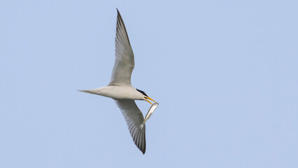 Little Tern catched fish..
