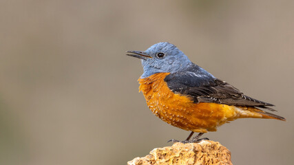 Male Rock Thrush perched on a rock.