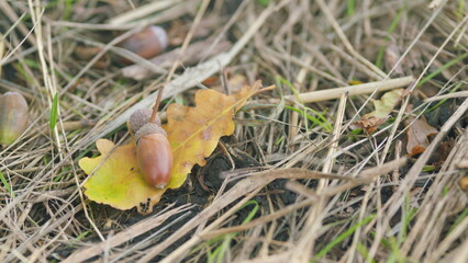 Oak leaves and acorns lie on the ground. Autumn landscape. Slow motion.
