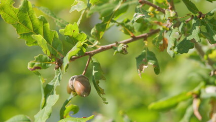 Acorn nuts with green leaves of oak tree. Autumn green leaves of oak tree in autumn park. Slow motion.