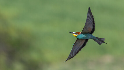 European Bee Eater flying.