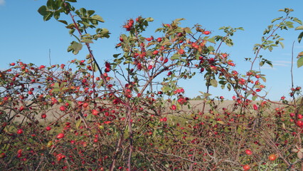 Rosehip or rosa canina - dog rose - fruits bush with ripe red berries and green leaves. Autumn berries of wild rose. Wide shot.