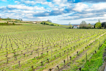 Saint-Émilion, Nouvelle-Aquitaine, France: Bordeaux wine region