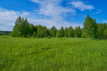 Obraz premium Summer meadow landscape with green grass and wild flowers on the background of a forest.