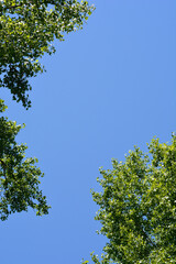 Candadian poplar branches against blue sky