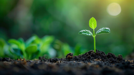 A delicate seedling grows in rich soil, symbolizing growth, hope, and new beginnings