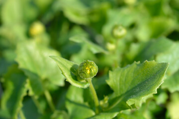 Leopards bane Leonardo Compact flower buds