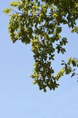 Fototapeta premium Oriental hornbeam branches