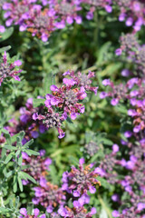 Obraz premium Germander hybrid flowers
