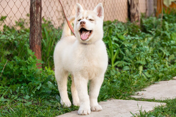 beautiful husky malamute pomsky siberian husky puppy in the park on green grass on a leash
