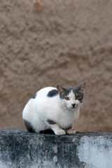 close up portrait of a cat standing on a cement fence,  looking serius the camera, against brown background. selective focus