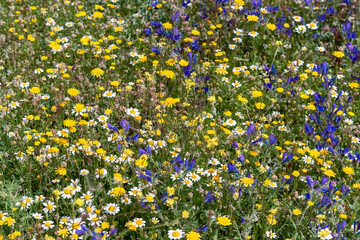 Campo lleno de vegetación y múltiples flores silvestres de diversos colores en primavera