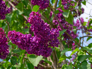 lilac flowers in the garden