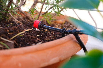 A garden hose is connected to a potted plant for watering using drip irrigation accessories.