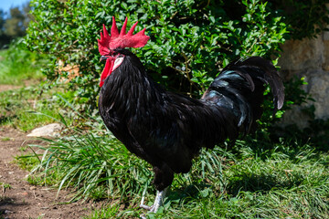 A black rooster with a vibrant red head stands proudly in the lush green grass, showcasing its distinctive coloration and striking appearance.