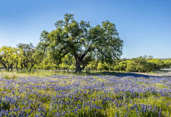Beautiful spring landscape in Texas with a meadow full of blue bonnet wildflowers under a blue sky