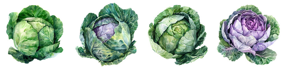 Obraz premium watercolor illustration of a cabbage on transparent background 