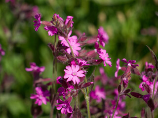Red campion