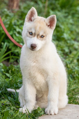 Fototapeta premium beautiful husky malamute siberian husky pomsky puppy sitting in the park on green grass vertical portrait