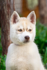 beautiful husky malamute siberian husky pomsky puppy sitting in the park on green grass vertical portrait