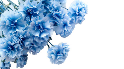 A cluster of blue carnation flowers with soft petals against a white background
