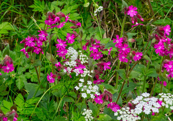 Obraz premium Red campion