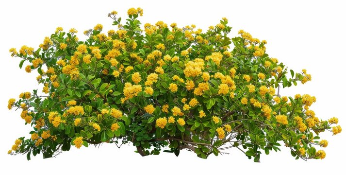 Fototapeta bush decorative landscape design isolated on white background