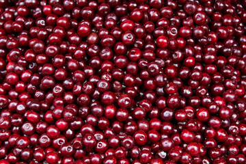 Prunus cerasus (sour cherry, tart cherry, or dwarf cherry) is a species of Prunus in the subgenus Cerasus (cherries), native to much of Europe, North Africa and West Asia
