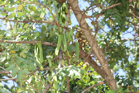 ripening green locust beans in spring