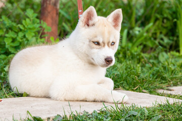 A beautiful Husky Alaskan Malamute Siberian pomsky puppy in the park lies on the green grass