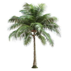 Fototapeta premium palm tree isolated on white