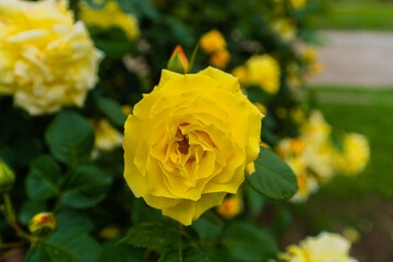 yellow rose in garden
