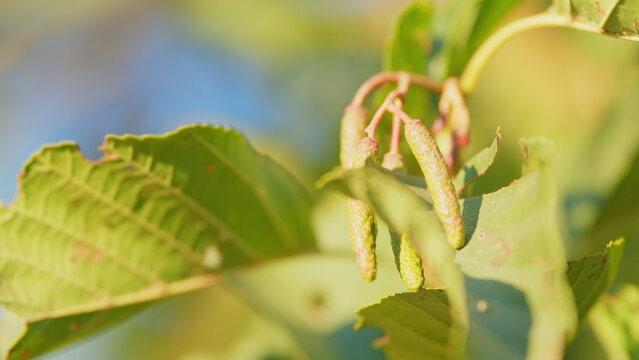 Branch of alnus glutinosa, common alder, black alder. Branch of alder leaves and green cones. Close up.