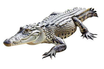 Fototapeta premium crocodile isolated on white background
