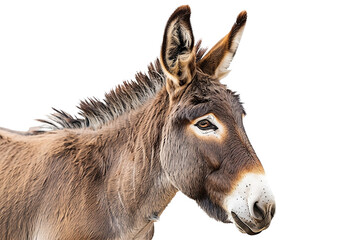 Fototapeta premium Esel isoliert an weißem Hintergrund
