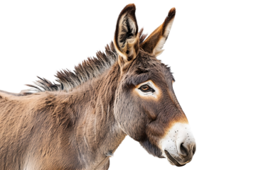 Esel isoliert an weißem Hintergrund